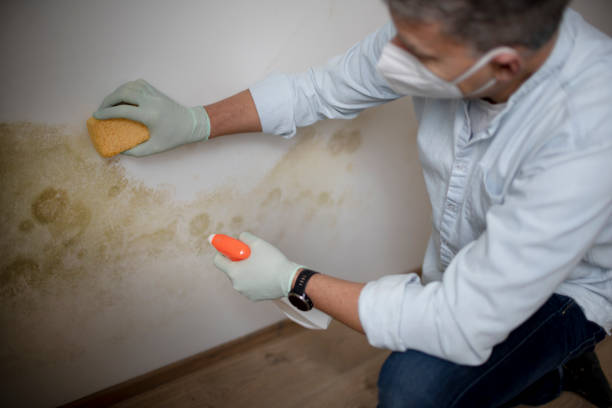 Best DIY Mold Remediation Support Services in Gahanna, OH