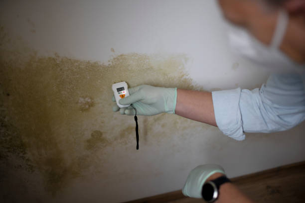 Best Black Mold Remediation in Gahanna, OH