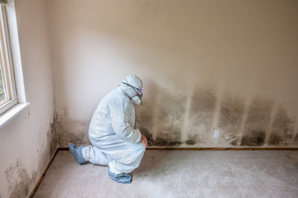 Best Residential Mold Remediation in Gahanna, OH