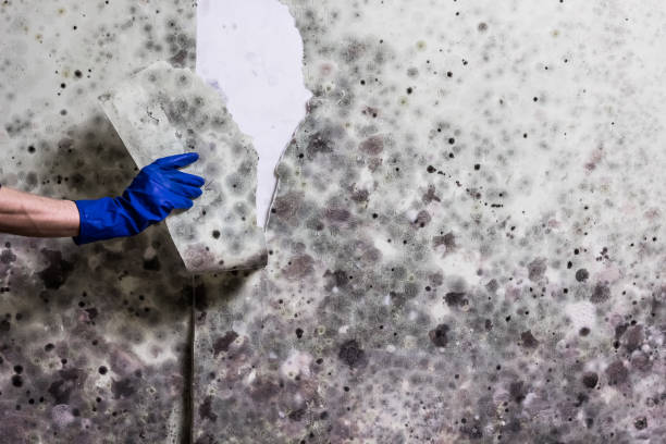 Best Black Mold Remediation in Gahanna, OH