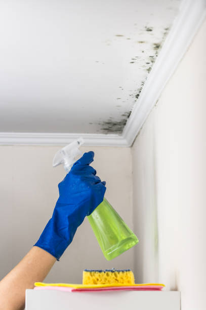 Best Basement Mold Remediation in Gahanna, OH